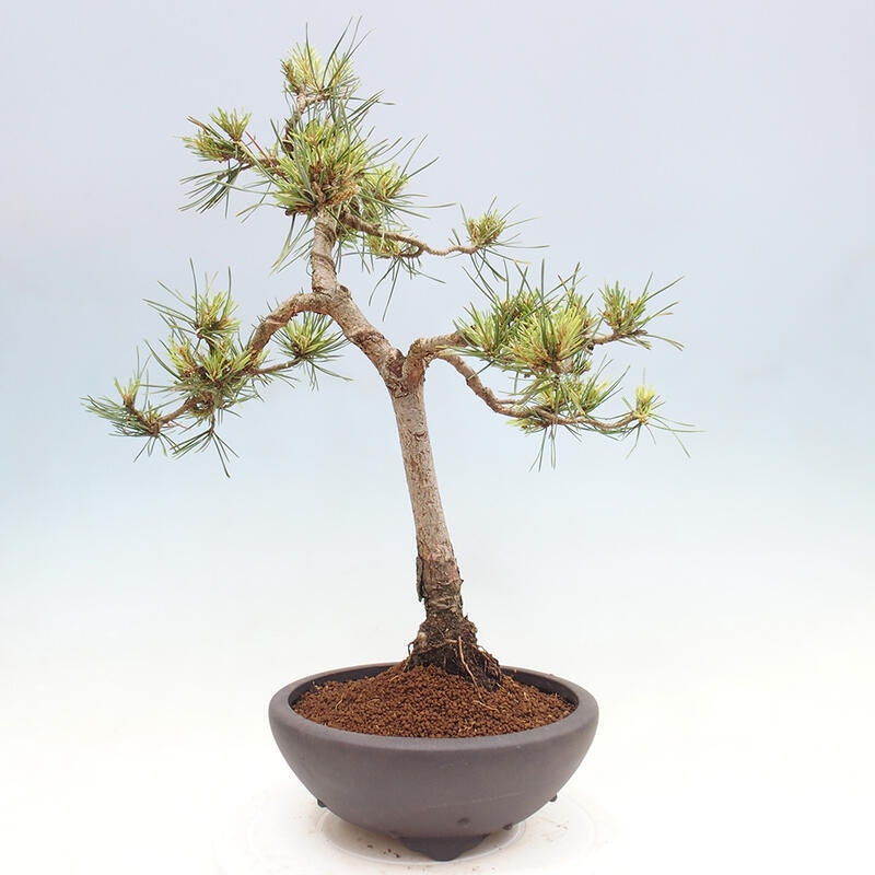 Venkovní bonsai - Pinus Sylvestris Watererri - Borovice lesní