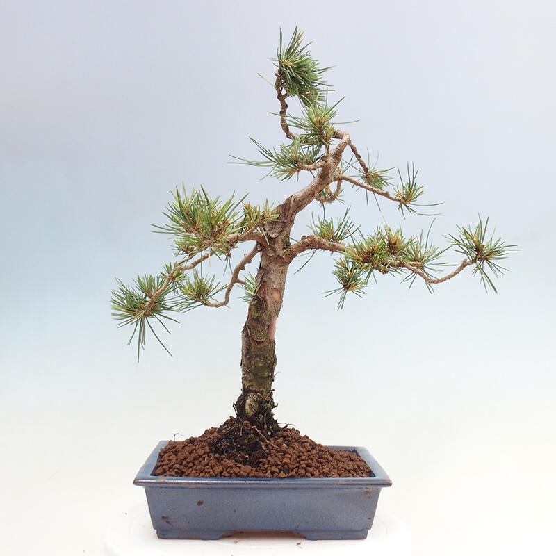 Venkovní bonsai - Pinus Sylvestris Watererri - Borovice lesní