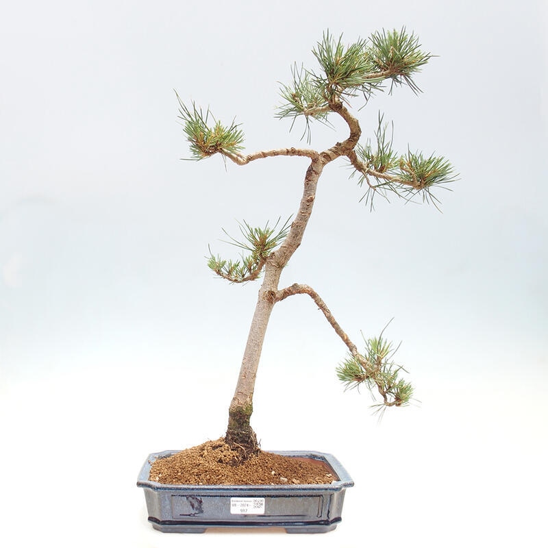 Venkovní bonsai - Pinus Sylvestris Watererri - Borovice lesní