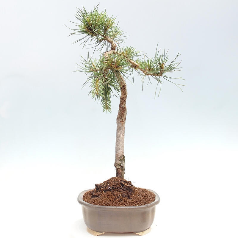 Venkovní bonsai - Pinus Sylvestris Watererri - Borovice lesní