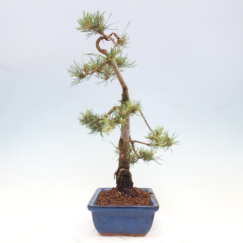 Venkovní bonsai - Pinus Sylvestris Watererri - Borovice lesní