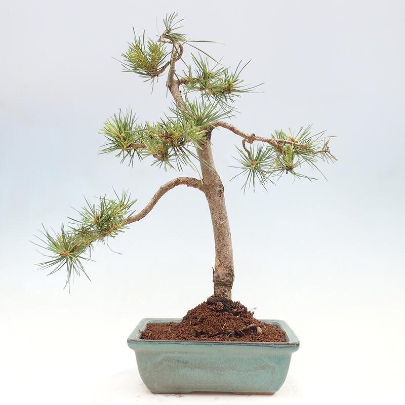 Venkovní bonsai - Pinus Sylvestris Watererri - Borovice lesní