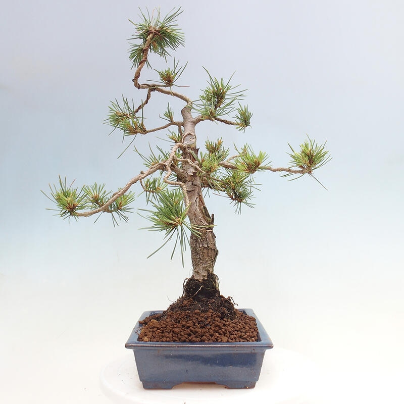 Venkovní bonsai - Pinus Sylvestris Watererri - Borovice lesní