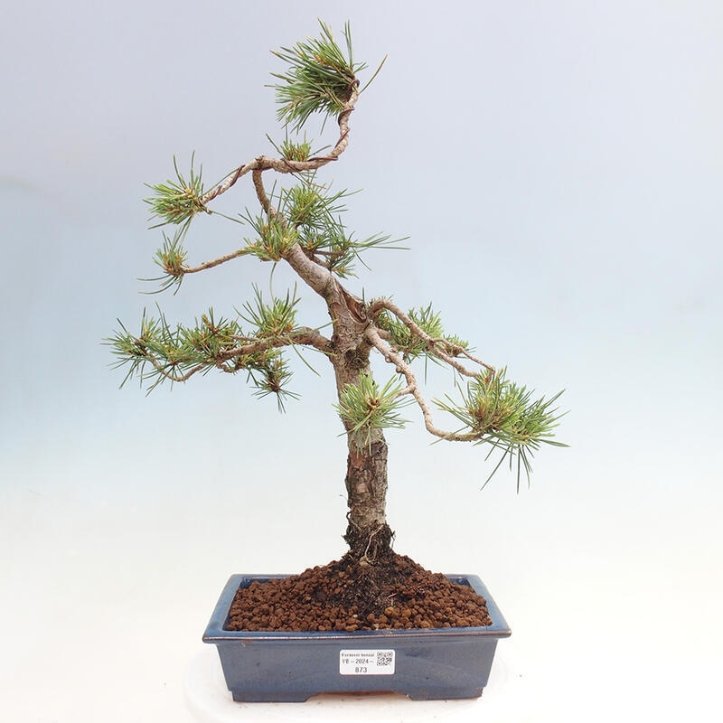 Venkovní bonsai - Pinus Sylvestris Watererri - Borovice lesní