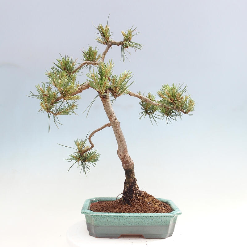 Venkovní bonsai - Pinus Sylvestris Watererri - Borovice lesní