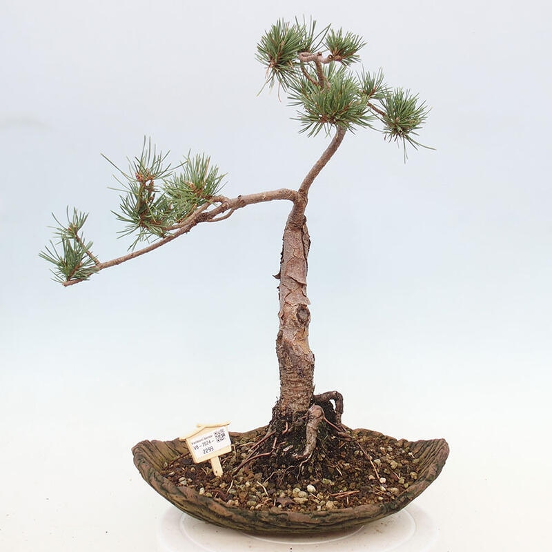 Venkovní bonsai - Pinus Sylvestris Watererri - Borovice lesní