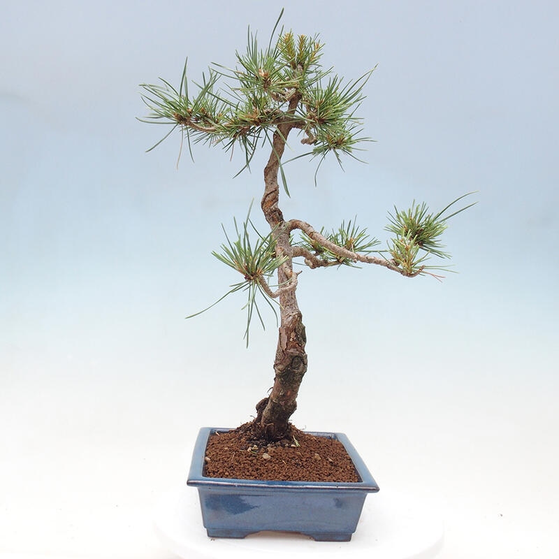 Venkovní bonsai - Pinus Sylvestris Watererri - Borovice lesní