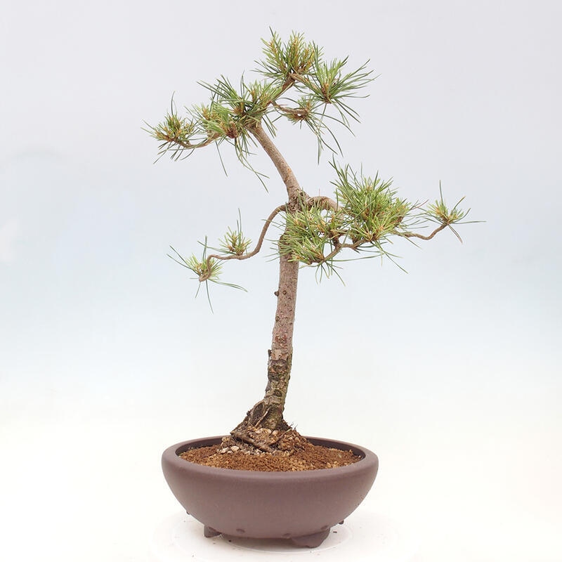 Venkovní bonsai - Pinus Sylvestris Watererri - Borovice lesní