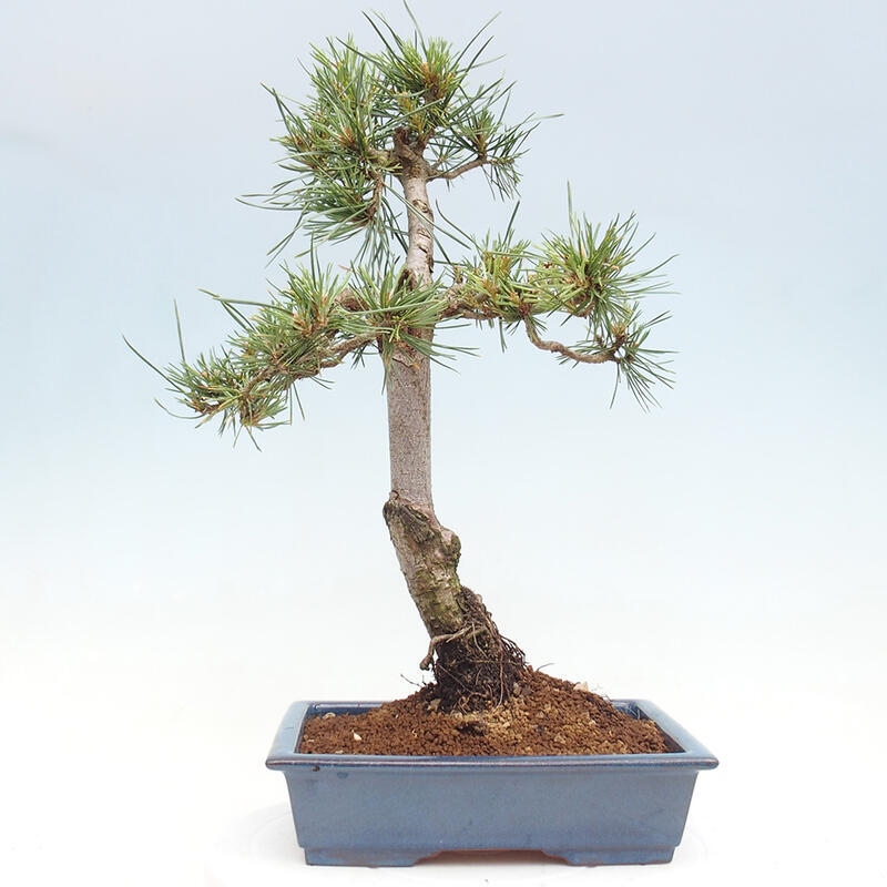 Venkovní bonsai - Pinus Sylvestris Watererri - Borovice lesní