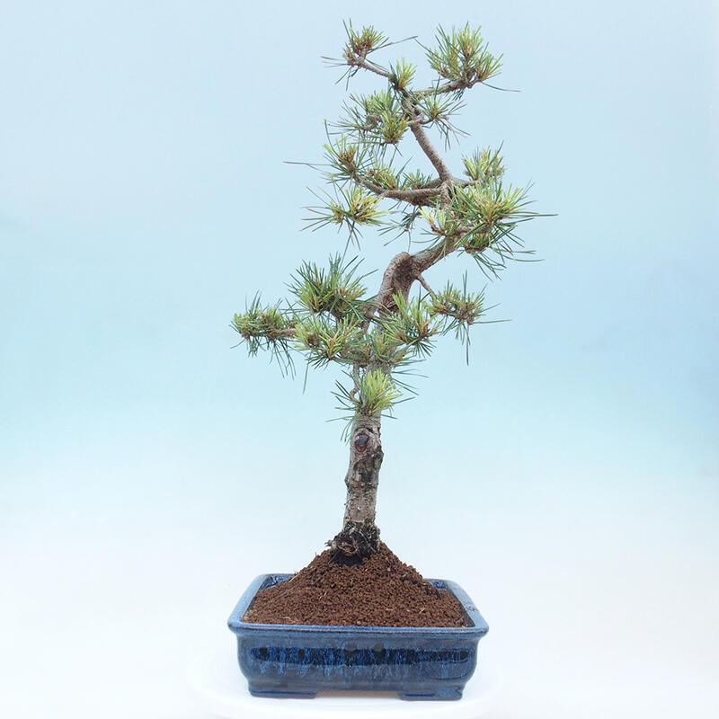 Venkovní bonsai - Pinus Sylvestris Watererri - Borovice lesní