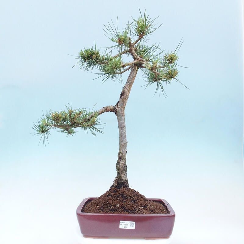 Venkovní bonsai - Pinus Sylvestris Watererri - Borovice lesní