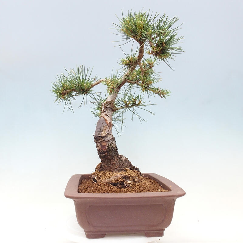 Venkovní bonsai - Pinus Sylvestris Watererri - Borovice lesní