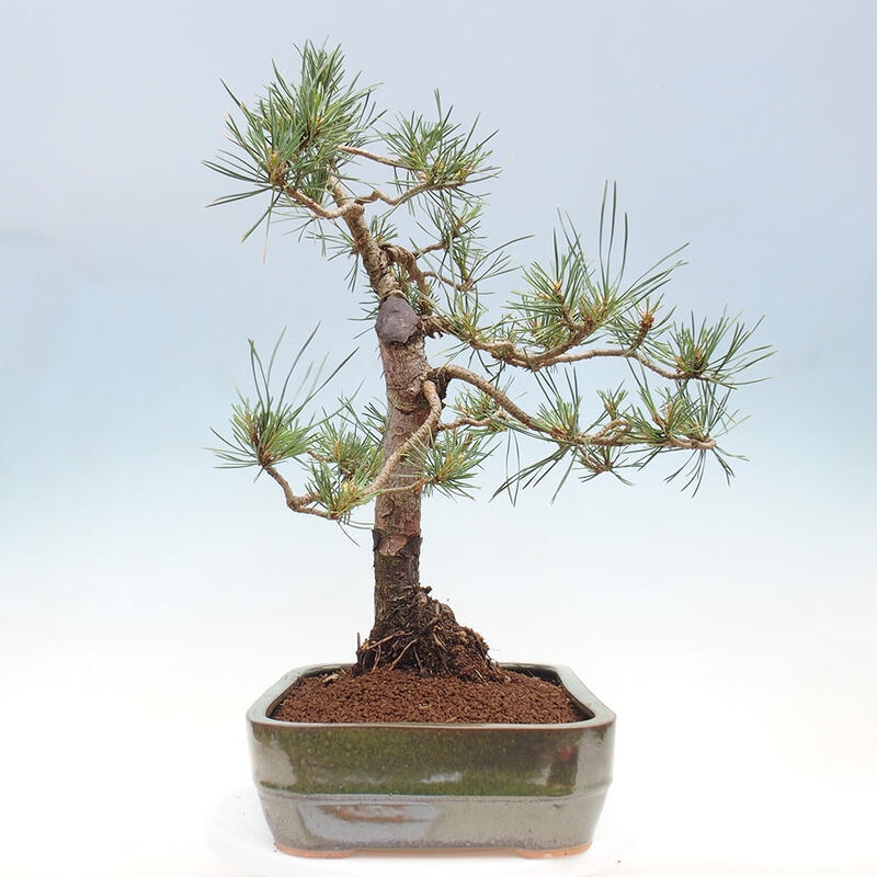 Venkovní bonsai - Pinus Sylvestris Watererri - Borovice lesní