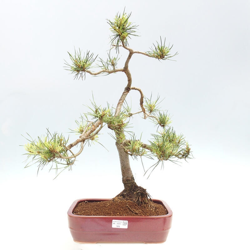 Venkovní bonsai - Pinus Sylvestris Watererri - Borovice lesní