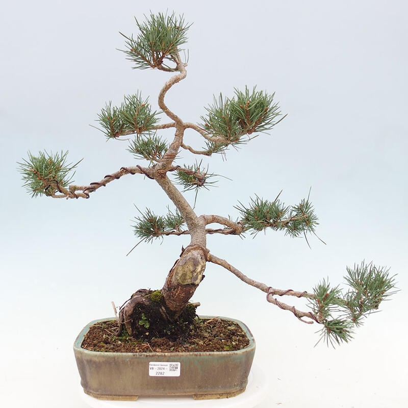 Venkovní bonsai - Pinus Sylvestris Watererri - Borovice lesní