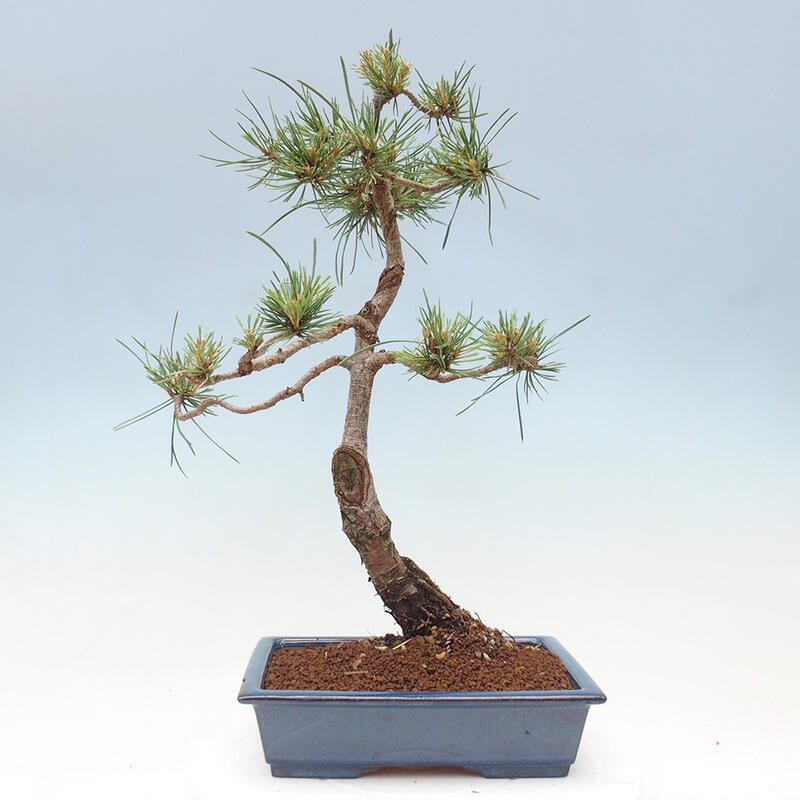 Venkovní bonsai - Pinus Sylvestris Watererri - Borovice lesní