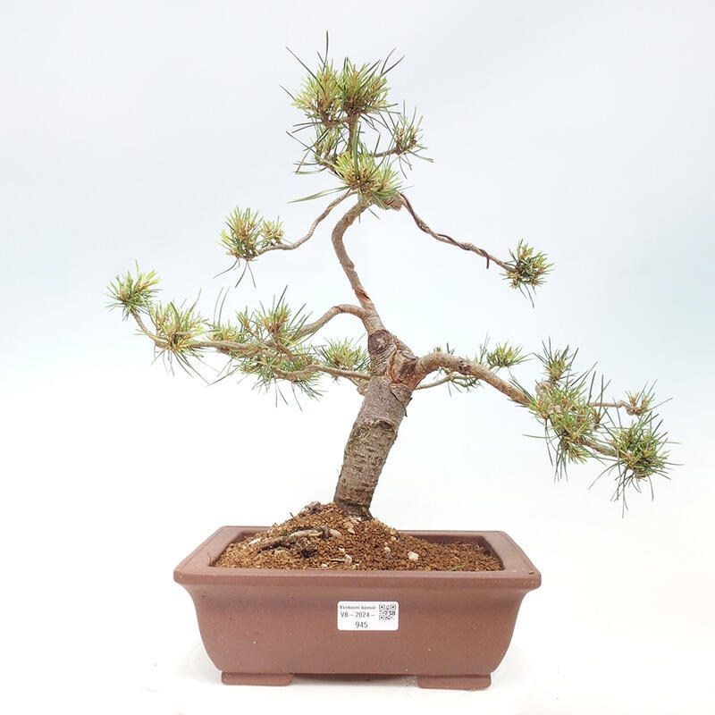 Venkovní bonsai - Pinus Sylvestris Watererri - Borovice lesní