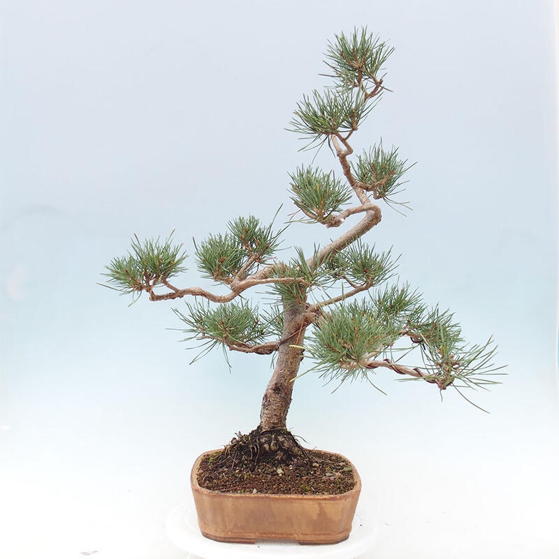 Venkovní bonsai - Pinus Sylvestris Watererri - Borovice lesní