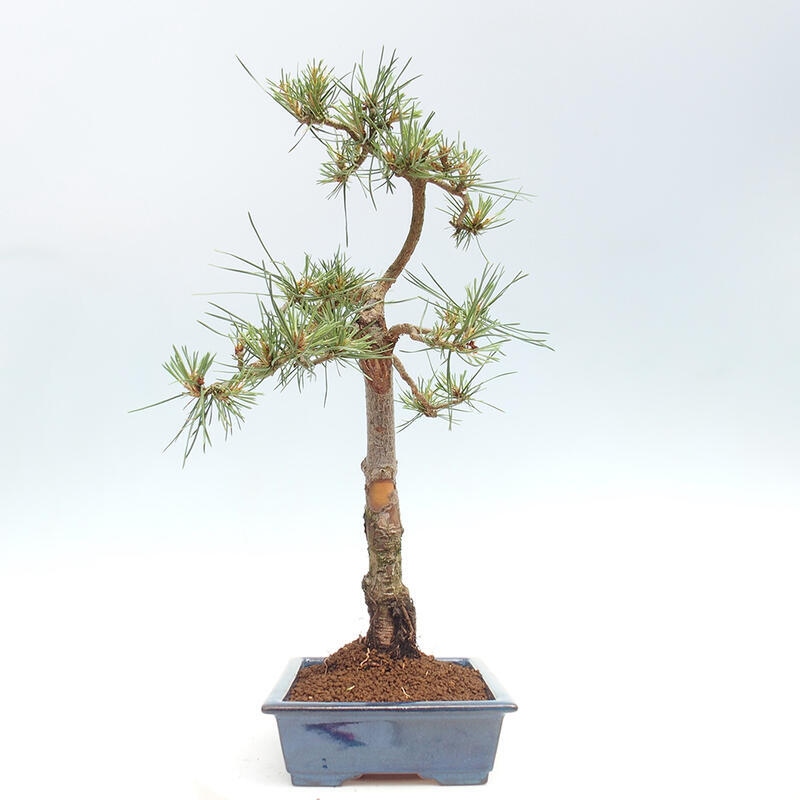 Venkovní bonsai - Pinus Sylvestris Watererri - Borovice lesní