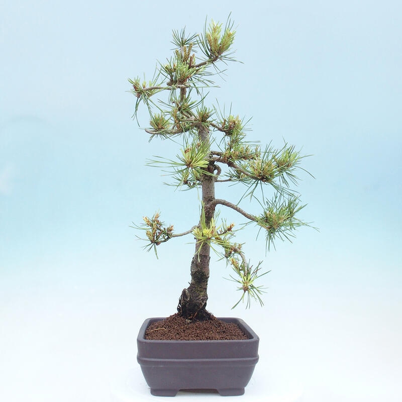 Venkovní bonsai - Pinus Sylvestris Watererri - Borovice lesní