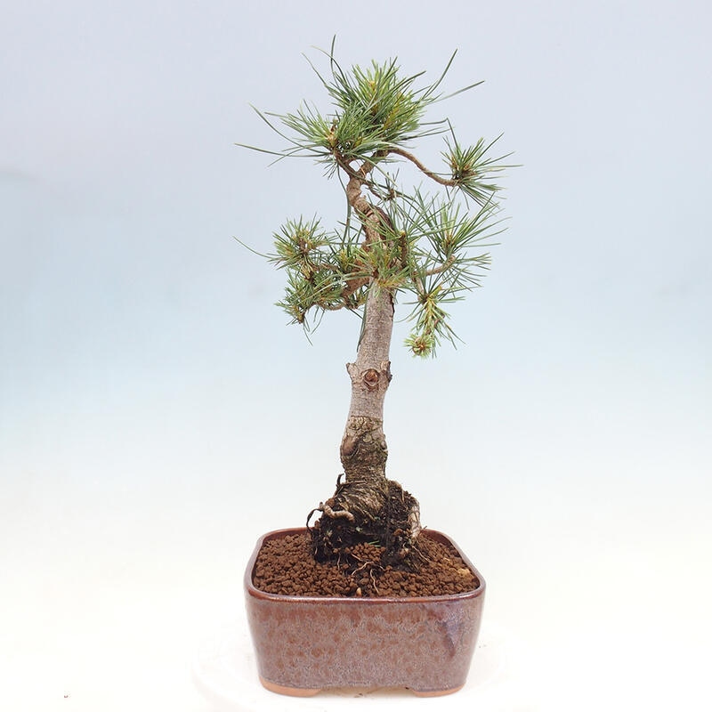 Venkovní bonsai - Pinus Sylvestris Watererri - Borovice lesní