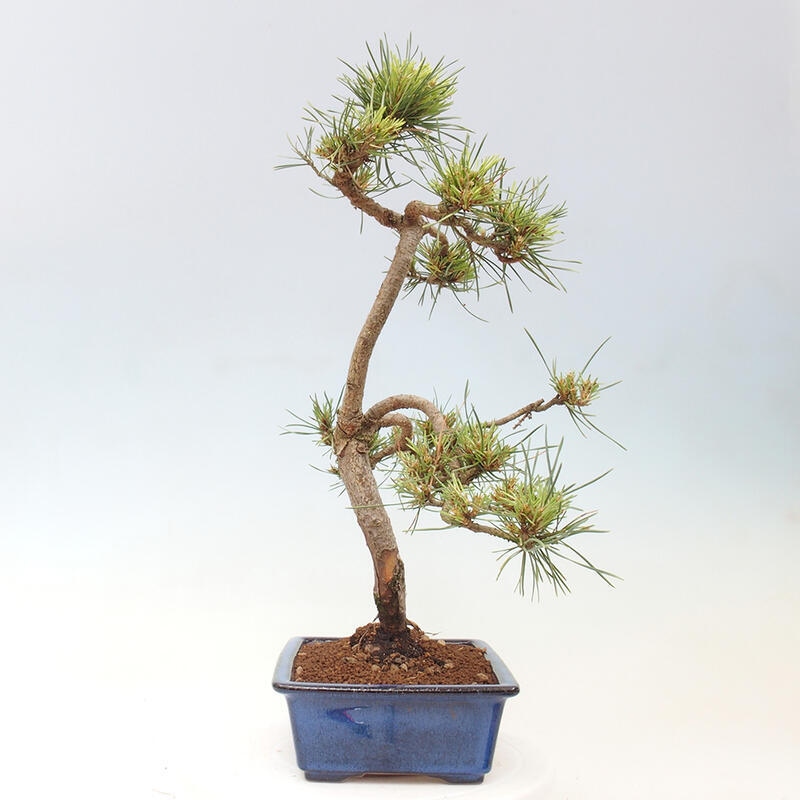 Venkovní bonsai - Pinus Sylvestris Watererri - Borovice lesní