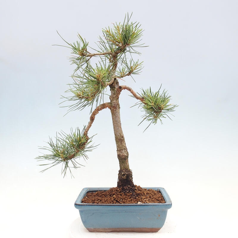 Venkovní bonsai - Pinus Sylvestris Watererri - Borovice lesní