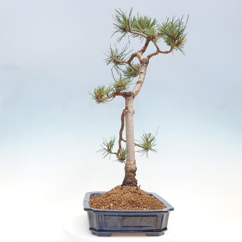 Venkovní bonsai - Pinus Sylvestris Watererri - Borovice lesní