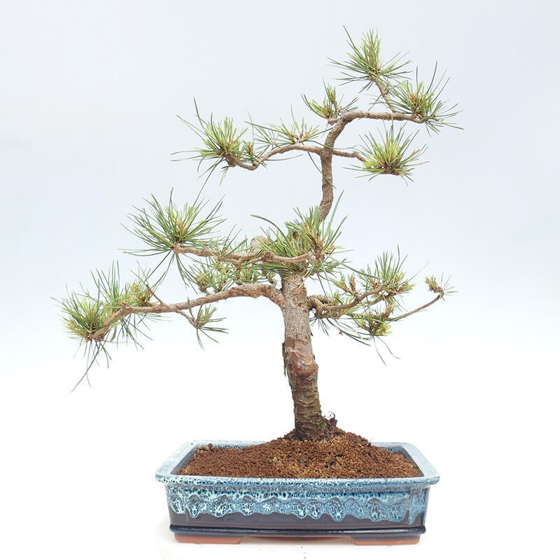 Venkovní bonsai - Pinus Sylvestris Watererri - Borovice lesní