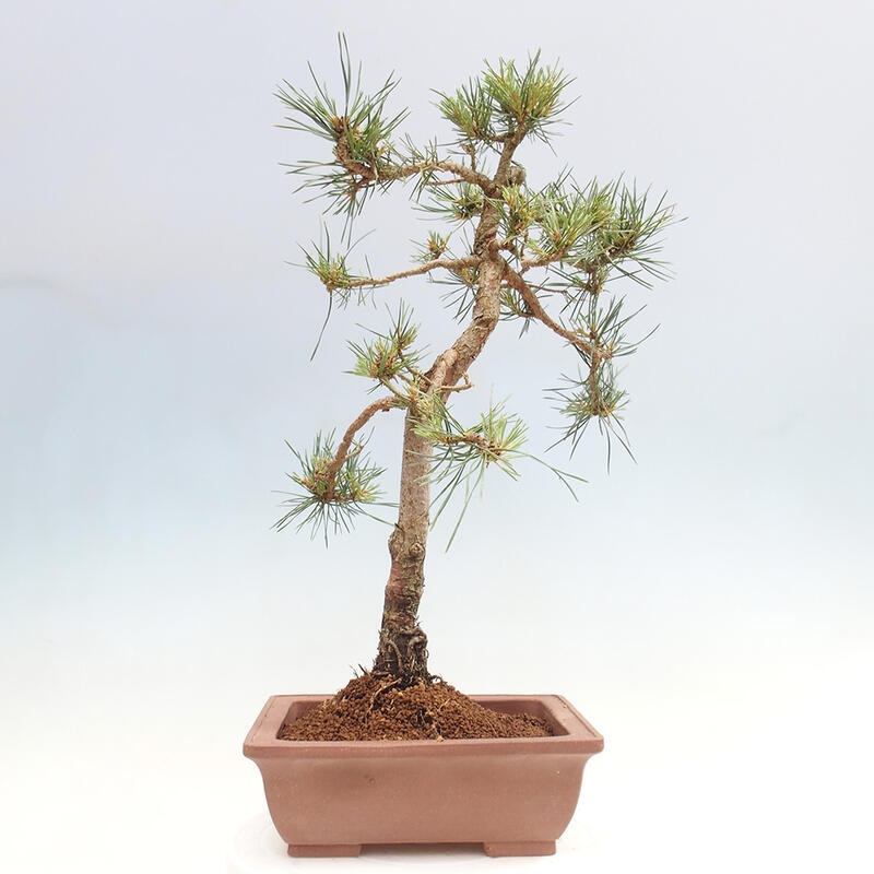 Venkovní bonsai - Pinus Sylvestris Watererri - Borovice lesní