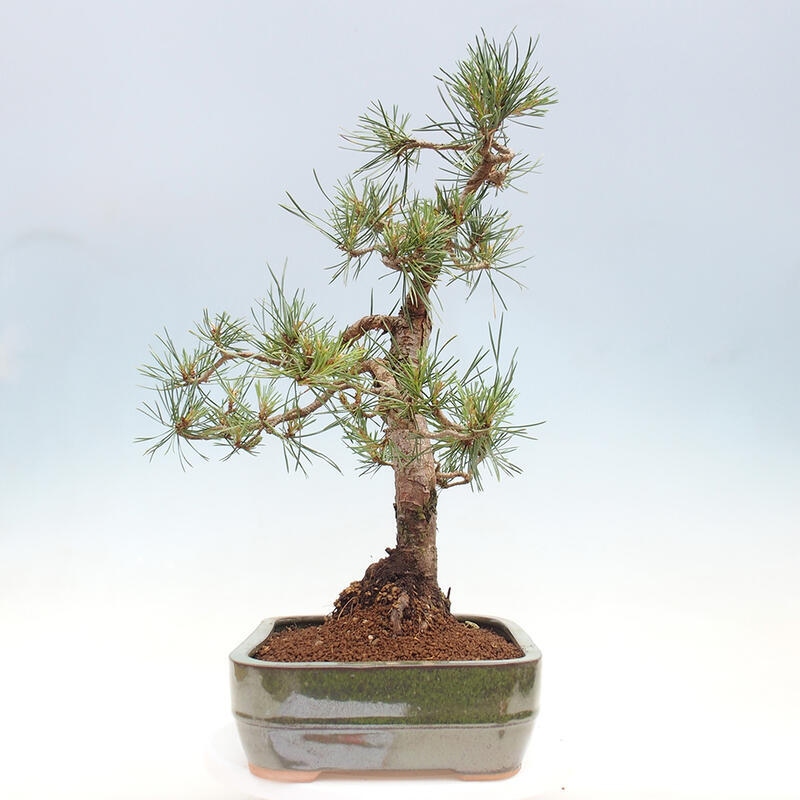 Venkovní bonsai - Pinus Sylvestris Watererri - Borovice lesní