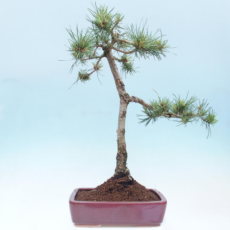 Venkovní bonsai - Pinus Sylvestris Watererri - Borovice lesní