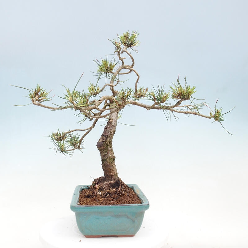 Venkovní bonsai - Pinus Sylvestris Watererri - Borovice lesní