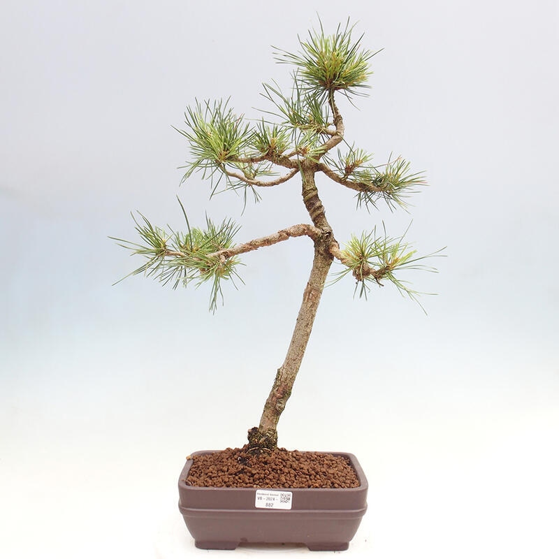 Venkovní bonsai - Pinus Sylvestris Watererri - Borovice lesní