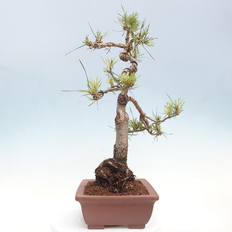 Venkovní bonsai - Pinus Sylvestris Watererri - Borovice lesní