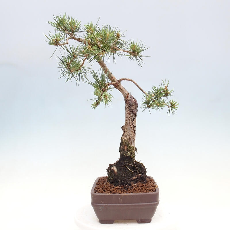 Venkovní bonsai - Pinus Sylvestris Watererri - Borovice lesní