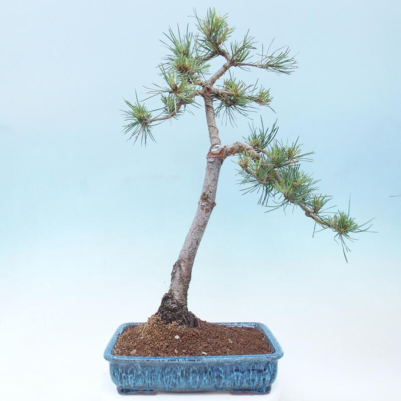 Venkovní bonsai - Pinus Sylvestris Watererri - Borovice lesní