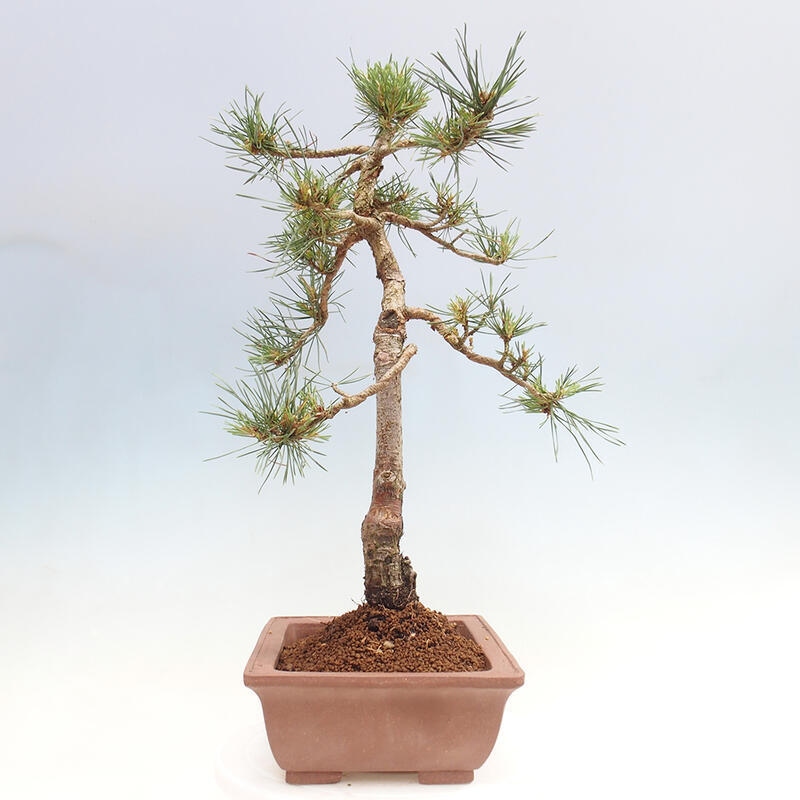 Venkovní bonsai - Pinus Sylvestris Watererri - Borovice lesní