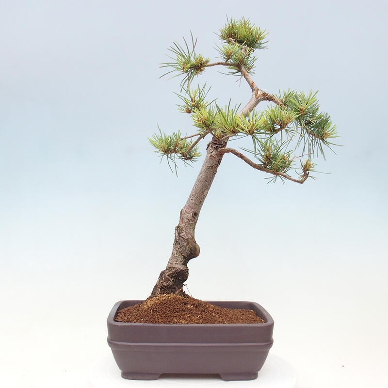 Venkovní bonsai - Pinus Sylvestris Watererri - Borovice lesní