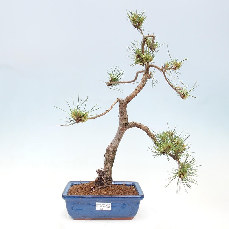 Venkovní bonsai - Pinus Sylvestris Watererri - Borovice lesní