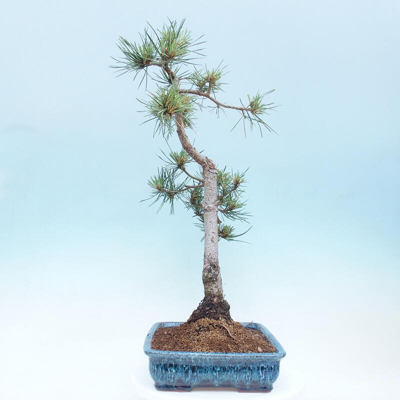 Venkovní bonsai - Pinus Sylvestris Watererri - Borovice lesní