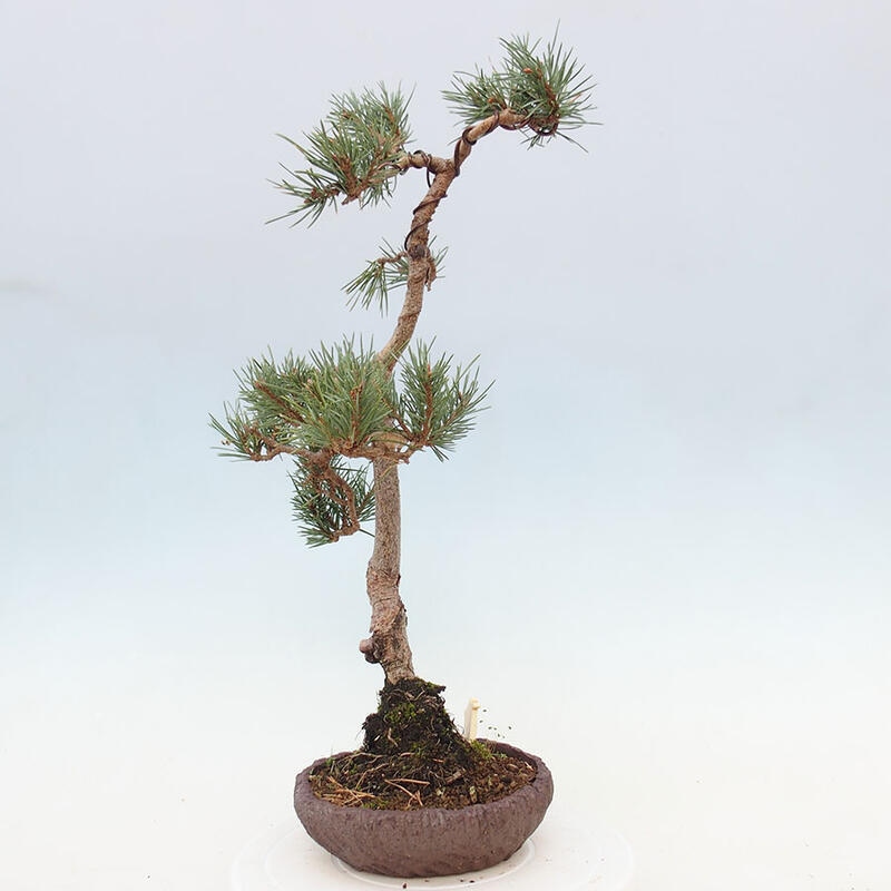 Venkovní bonsai - Pinus Sylvestris Watererri - Borovice lesní