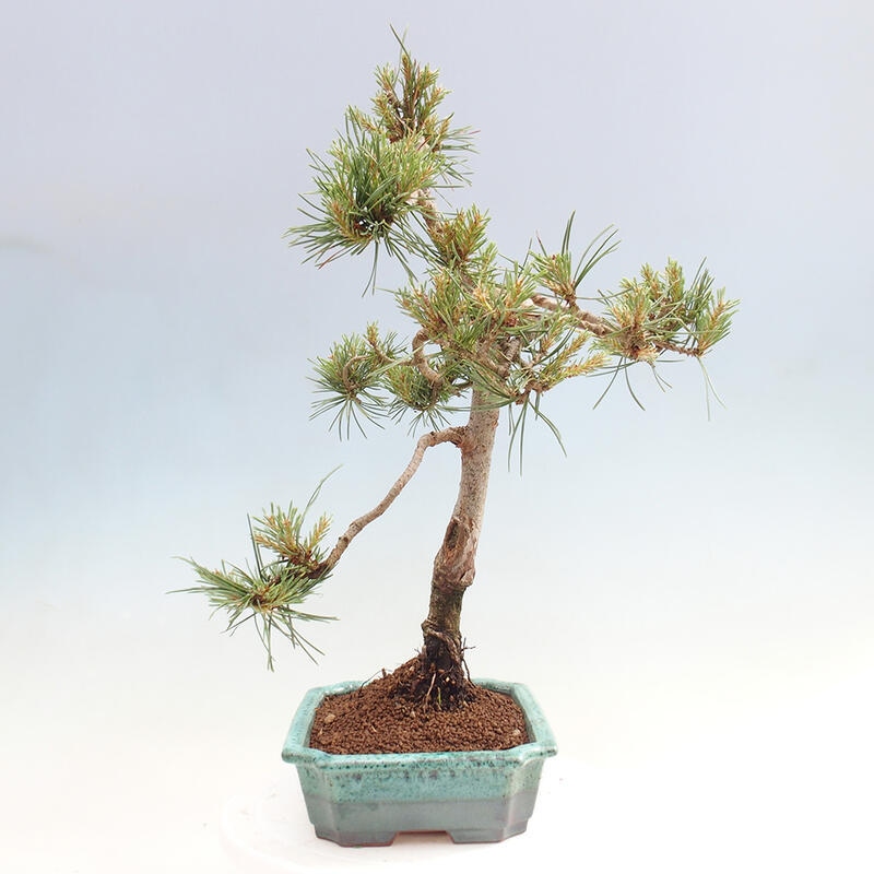 Venkovní bonsai - Pinus Sylvestris Watererri - Borovice lesní