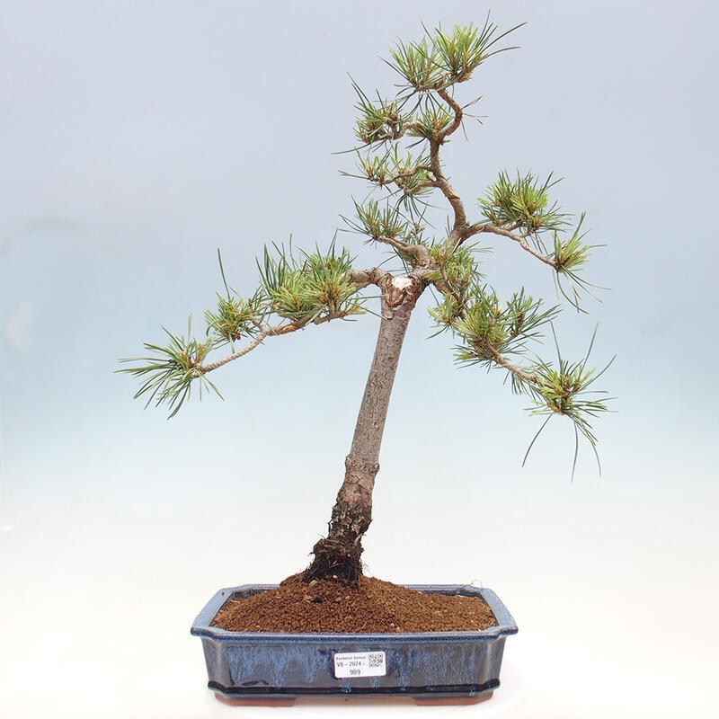 Venkovní bonsai - Pinus Sylvestris Watererri - Borovice lesní