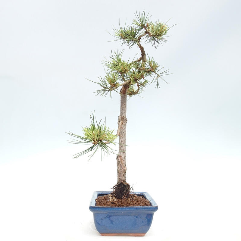 Venkovní bonsai - Pinus Sylvestris Watererri - Borovice lesní