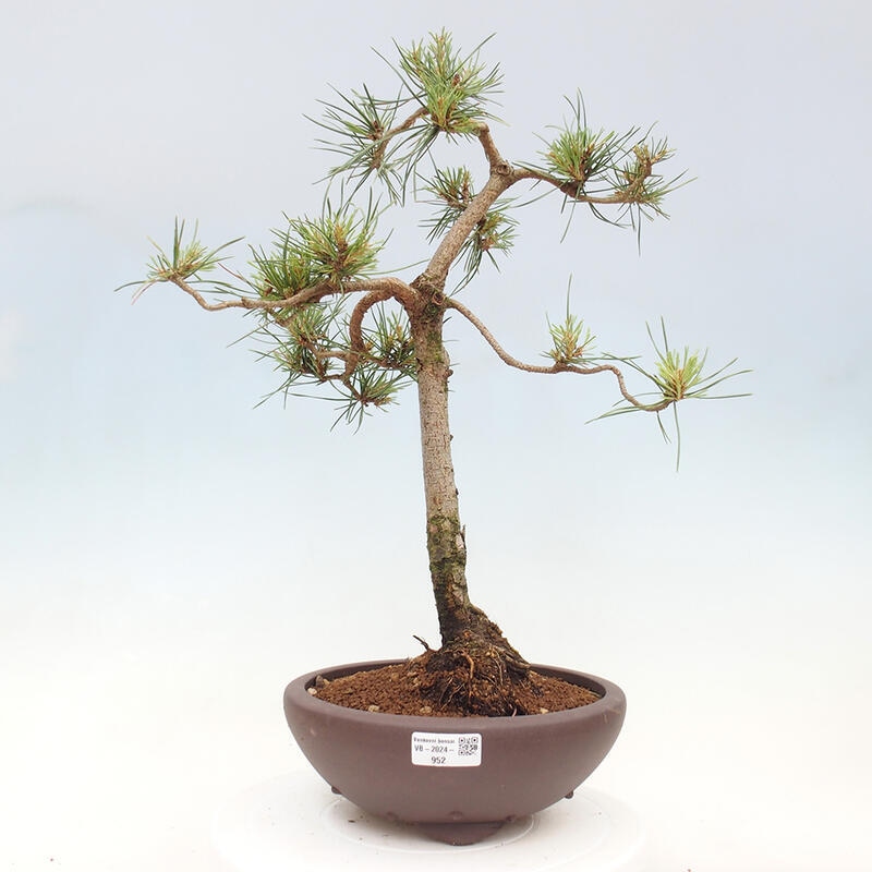 Venkovní bonsai - Pinus Sylvestris Watererri - Borovice lesní