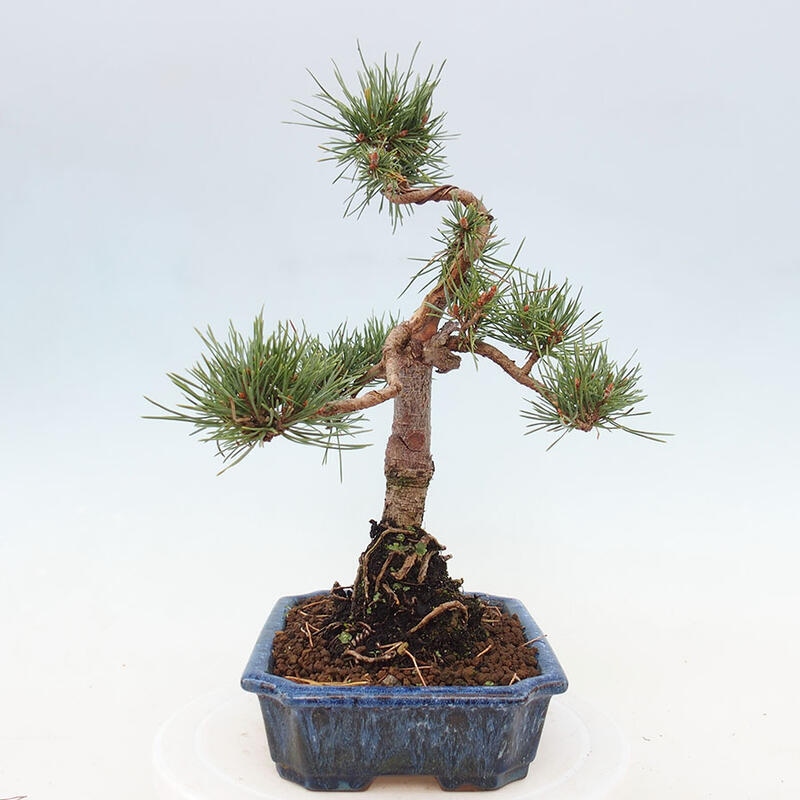 Venkovní bonsai - Pinus Sylvestris Watererri - Borovice lesní