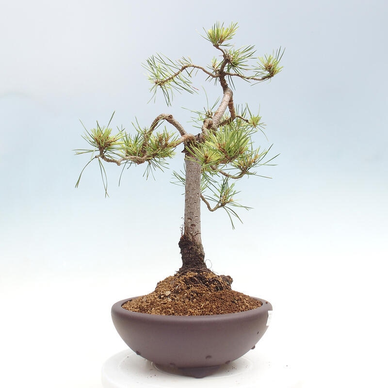 Venkovní bonsai - Pinus Sylvestris Watererri - Borovice lesní