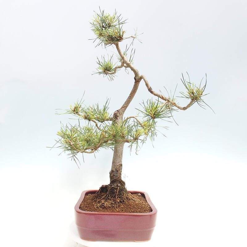 Venkovní bonsai - Pinus Sylvestris Watererri - Borovice lesní