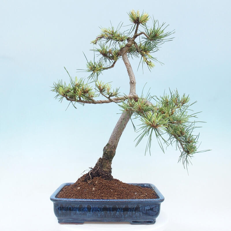 Venkovní bonsai - Pinus Sylvestris Watererri - Borovice lesní